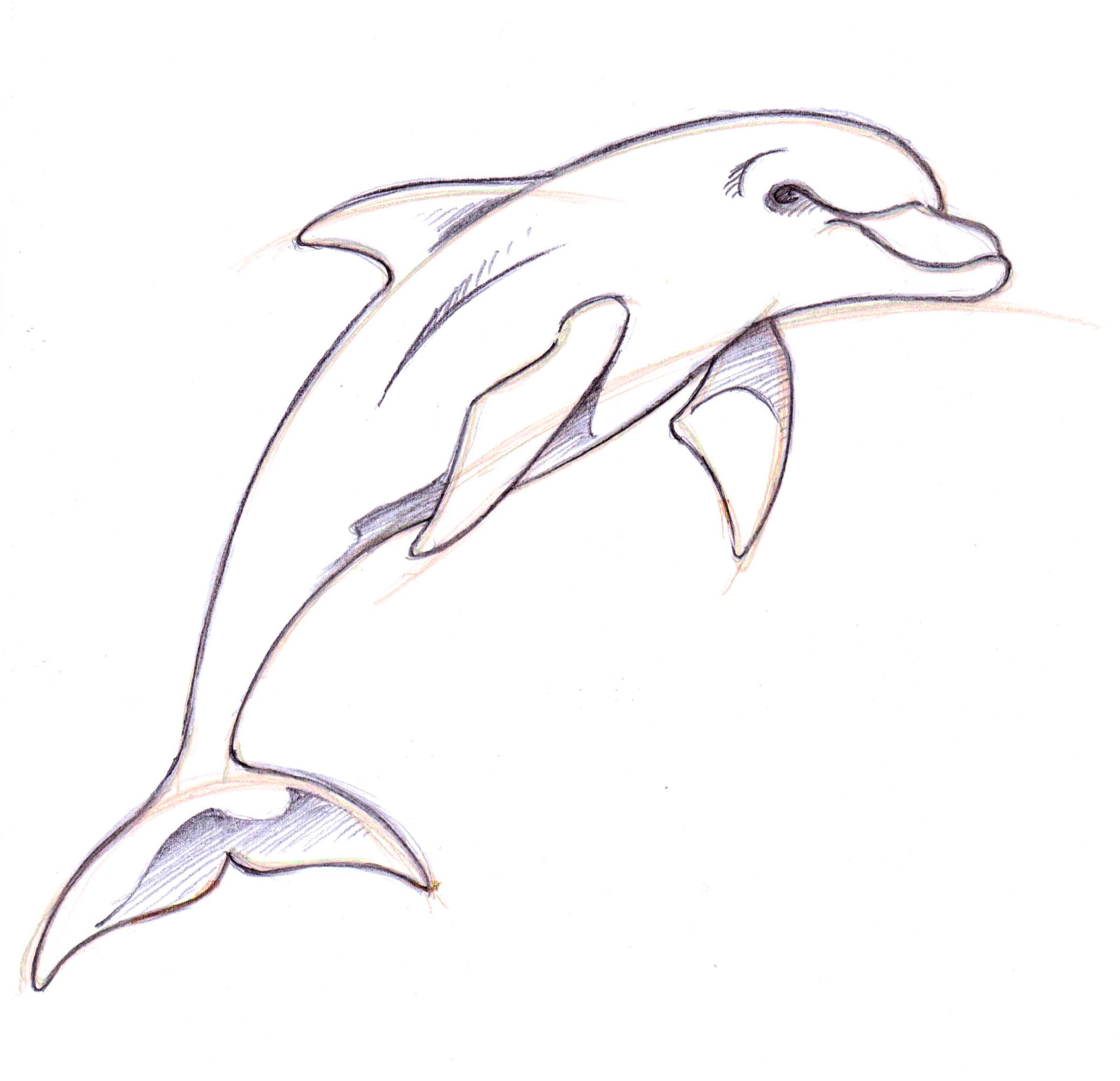  Simple Dolphin Drawing at PaintingValley.com Explore collection of 