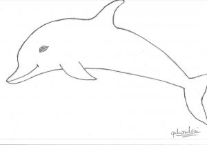 300x210 Dolphins Drawings For Kids Download Clip Art Rhclipartlibrarycom - Simple Dolphin Drawing
