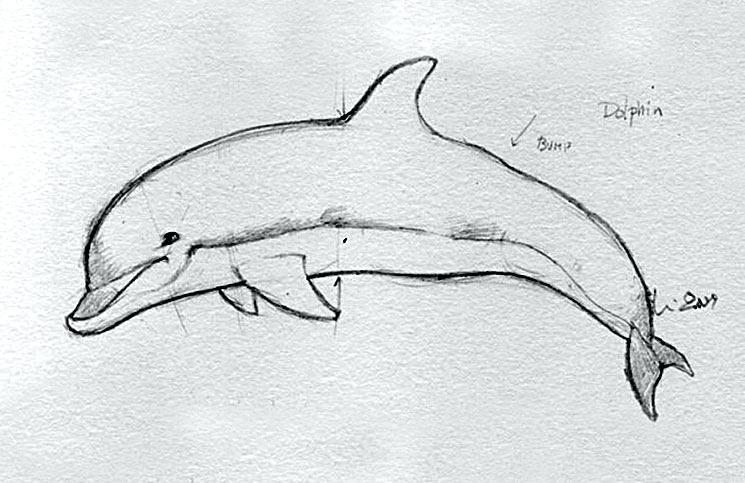 745x483 Drawing Dolphins Step Refining Your Dolphin Videos Lefthook - Simple Dolphin Drawing