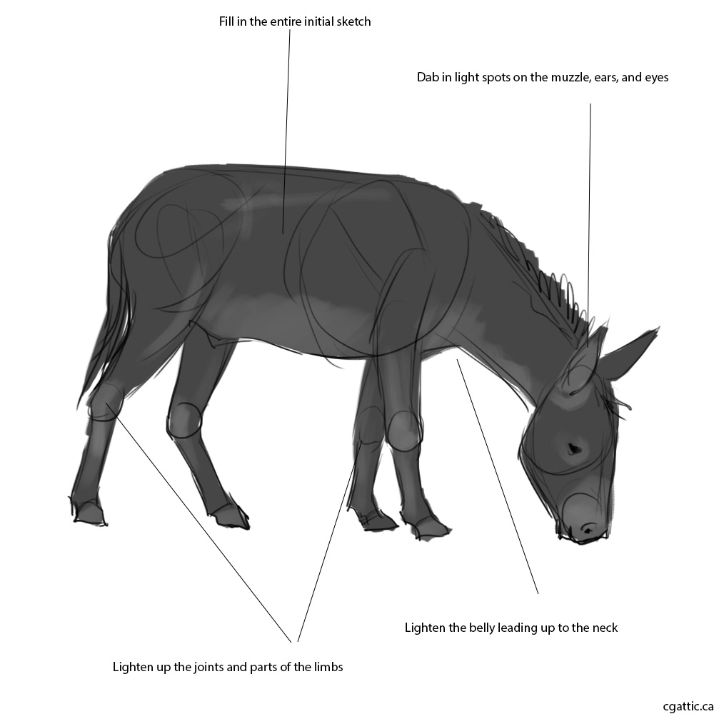 1000x1000 Realistic Donkey Drawing In Steps With Photoshop - Simple Donkey Drawing