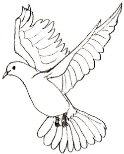 250x310 How To Draw A Dove - Simple Dove Drawing
