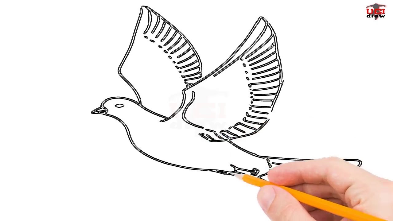 1280x720 How To Draw A Dove Step - Simple Dove Drawing