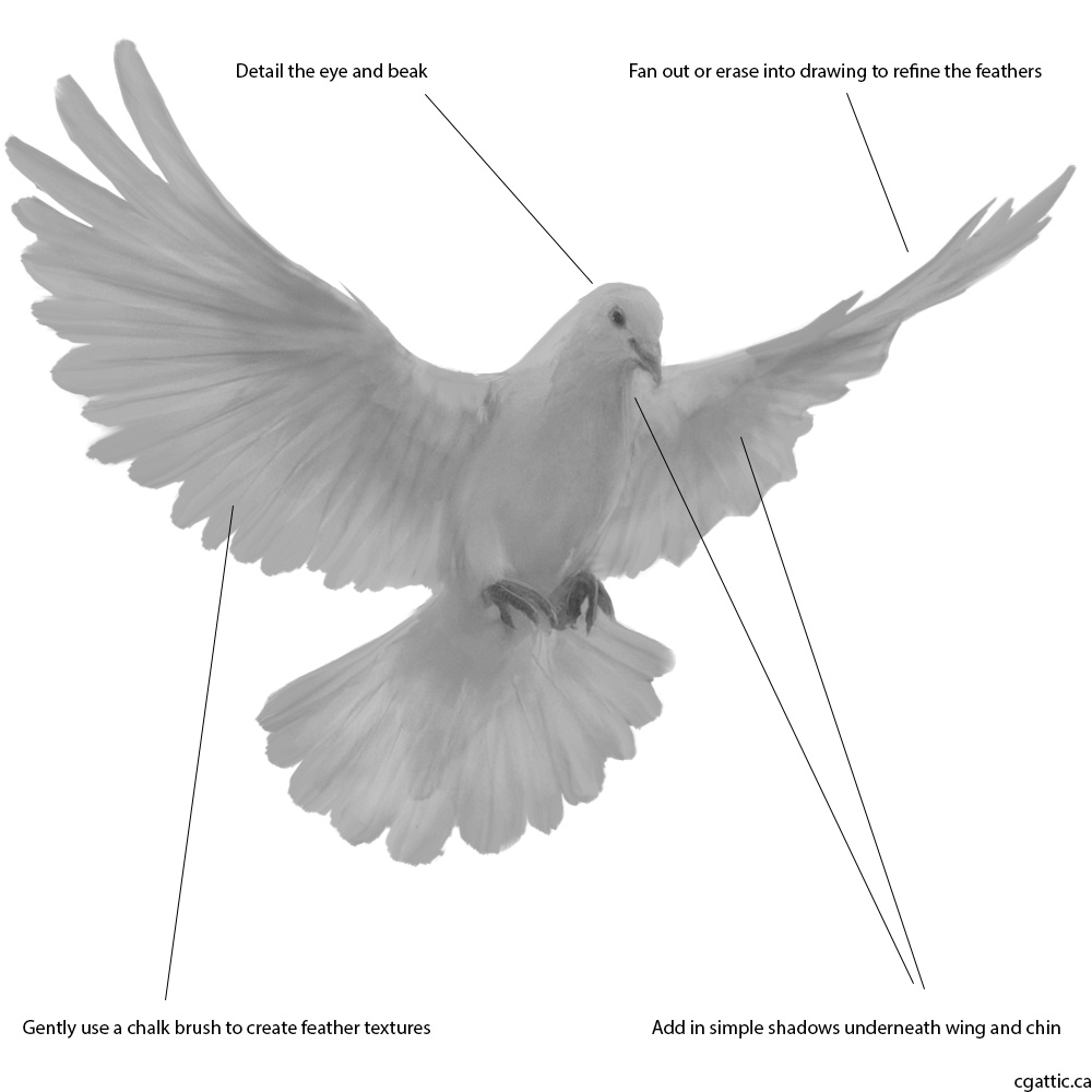 1000x1000 Realistic Dove Drawing In Steps With Photoshop - Simple Dove Drawing