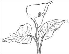 233x184 Simple Nature Drawings - Simple Drawing Drawing