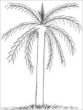 291x385 Palm Tree Drawings - Simple Drawing Of A Palm Tree