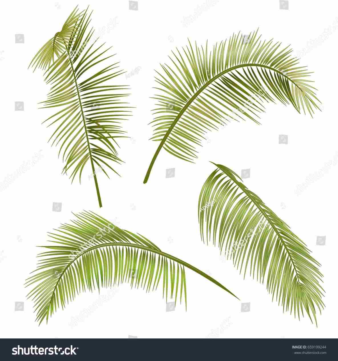1185x1264 Rhdrawingzorocom How Realistic Palm Tree Drawing To Draw Coconut - Simple Drawing Of A Palm Tree