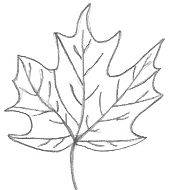 170x190 Simple Nature Drawings - Simple Drawings Of Nature