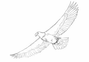 300x210 how to draw a simple eagle how to draw an eagle easy step - Simple Eagle Drawing