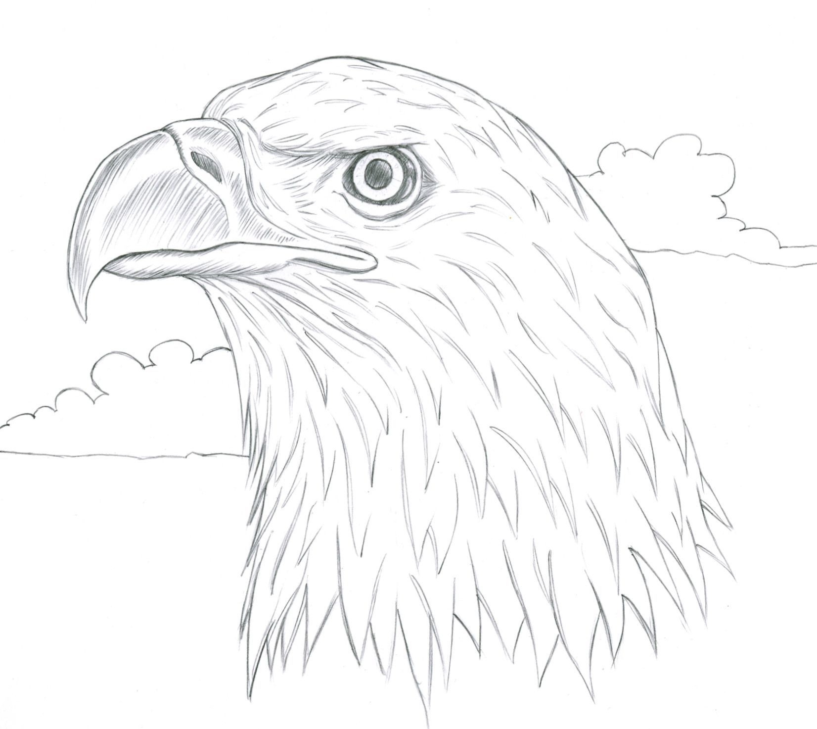1652x1473 Simple Eagle Sketch - Simple Eagle Drawing