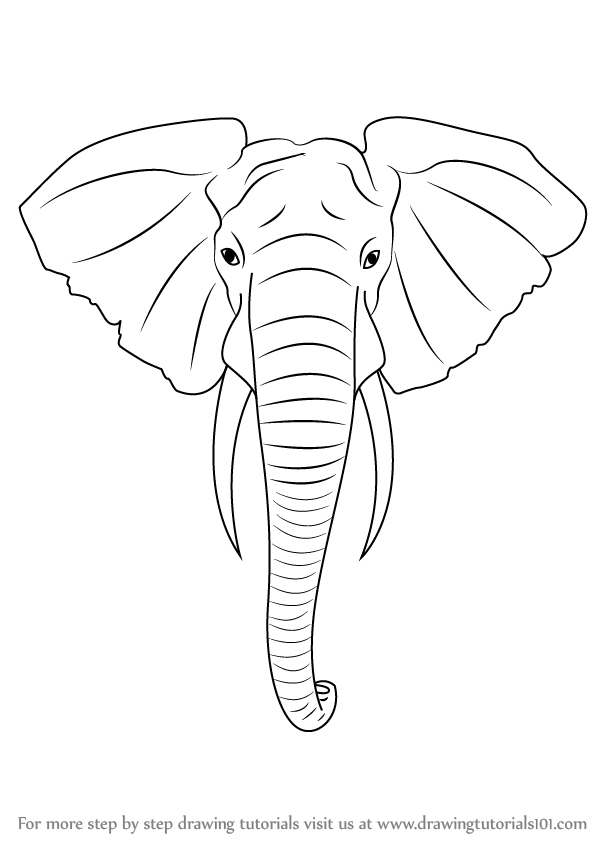 598x844 Learn How To Draw An Elephant Head - Simple Elephant Drawing