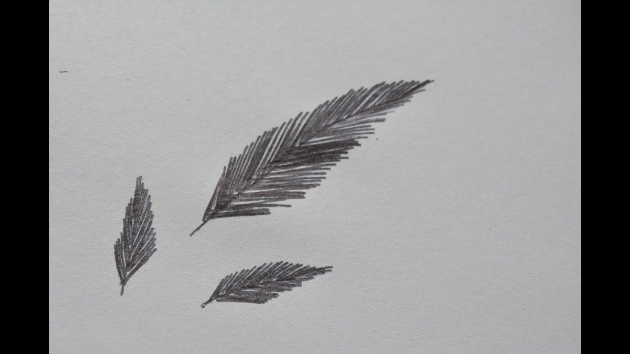 Simple Feather Drawing at PaintingValley.com | Explore collection of