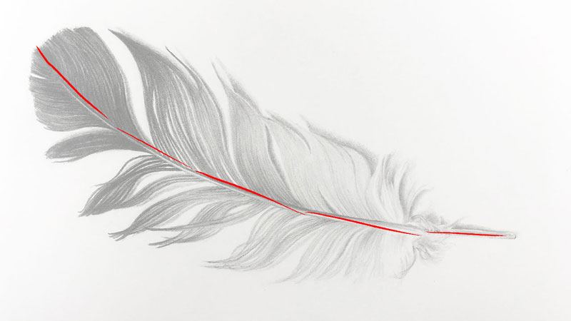 800x450 How To Draw A Feather - Simple Feather Drawing