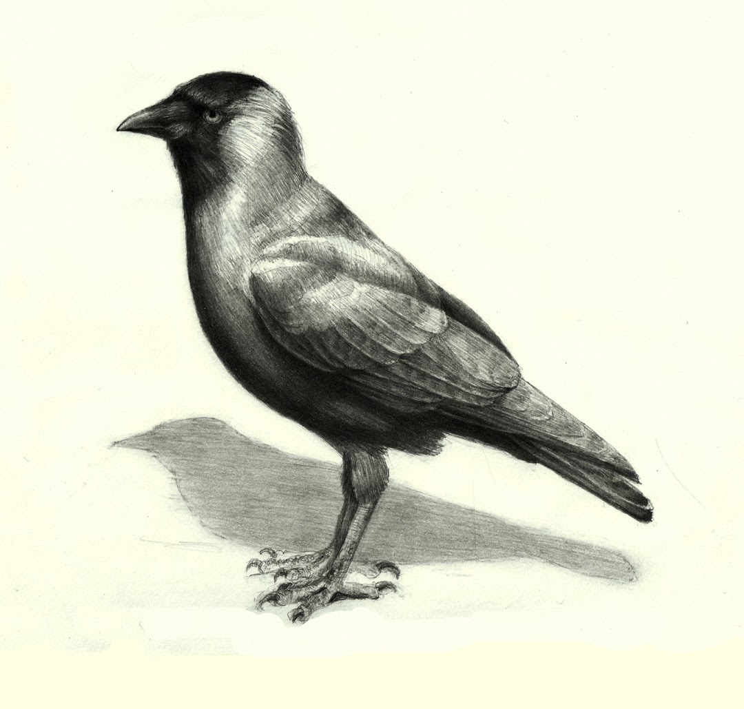 1080x1029 How To Draw Birds And Master Feathers In Simple Steps Mark - Simple Feather Drawing