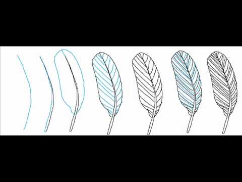 480x360 How To Draw A Simple Feather Step - Simple Feather Drawing