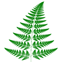 220x215 barnsley fern - Simple Fern Drawings