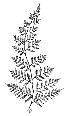 290x484 collection of free fern vector border download on ui ex - Simple Fern Drawings