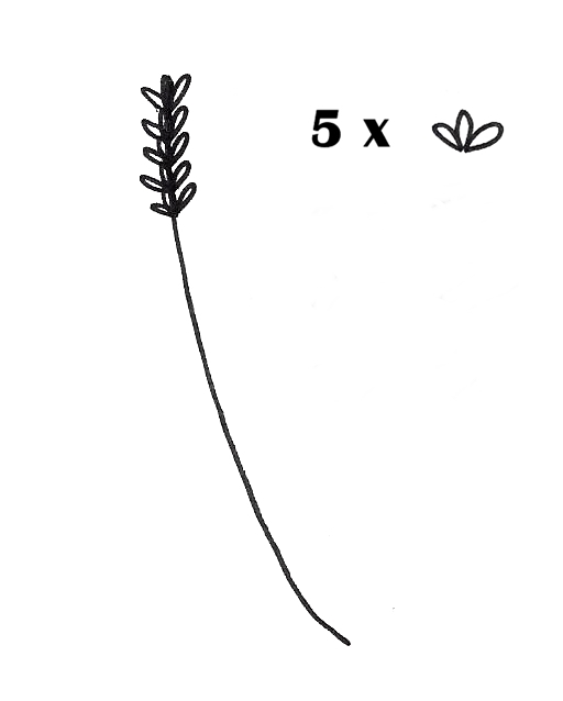 512x638 Lavender Drawing - Simple Fern Drawings