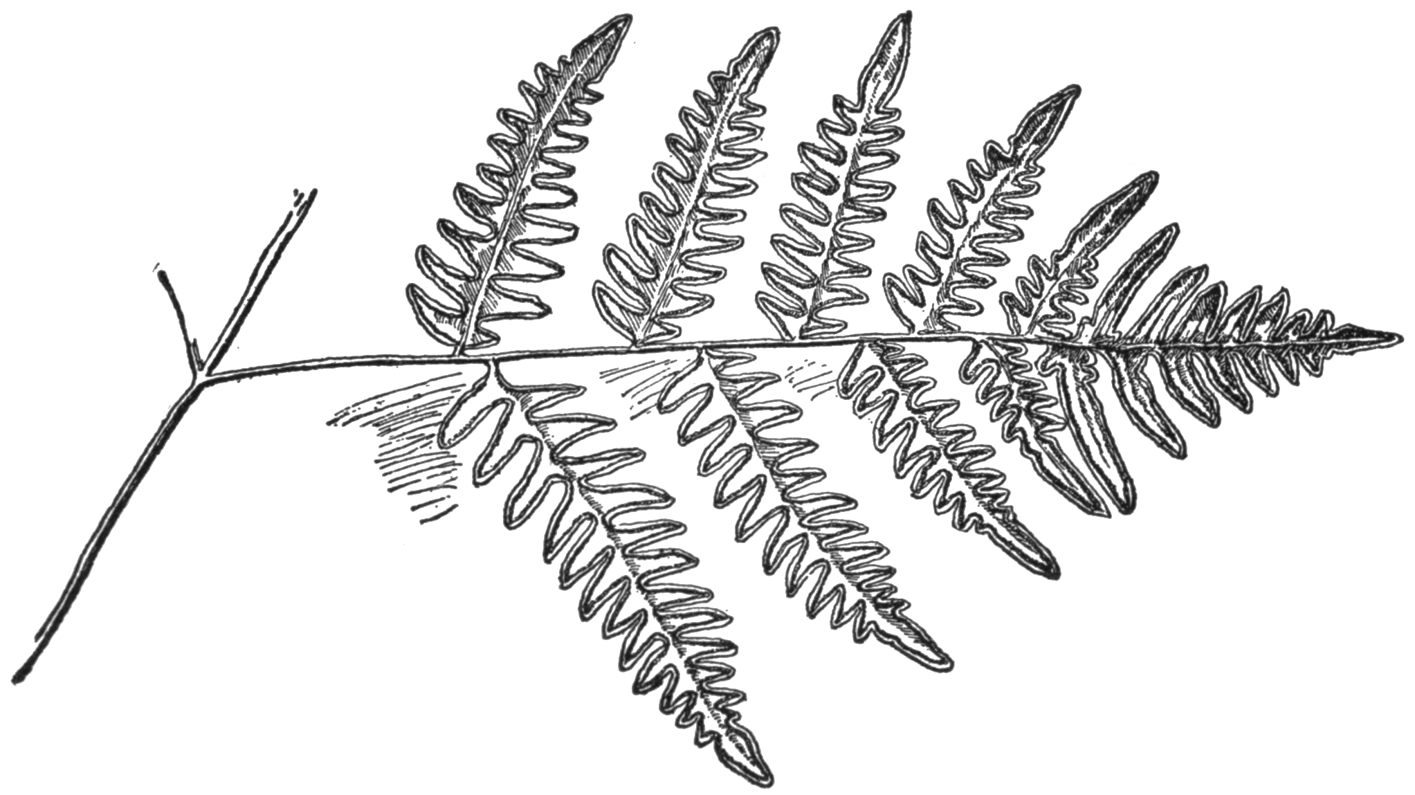 Simple Fern Drawings at Explore collection of