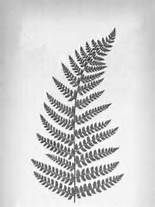 155x207 Best Ferns Images Drawings, Drawing Rocks, Pencil Drawings - Simple Fern Drawings