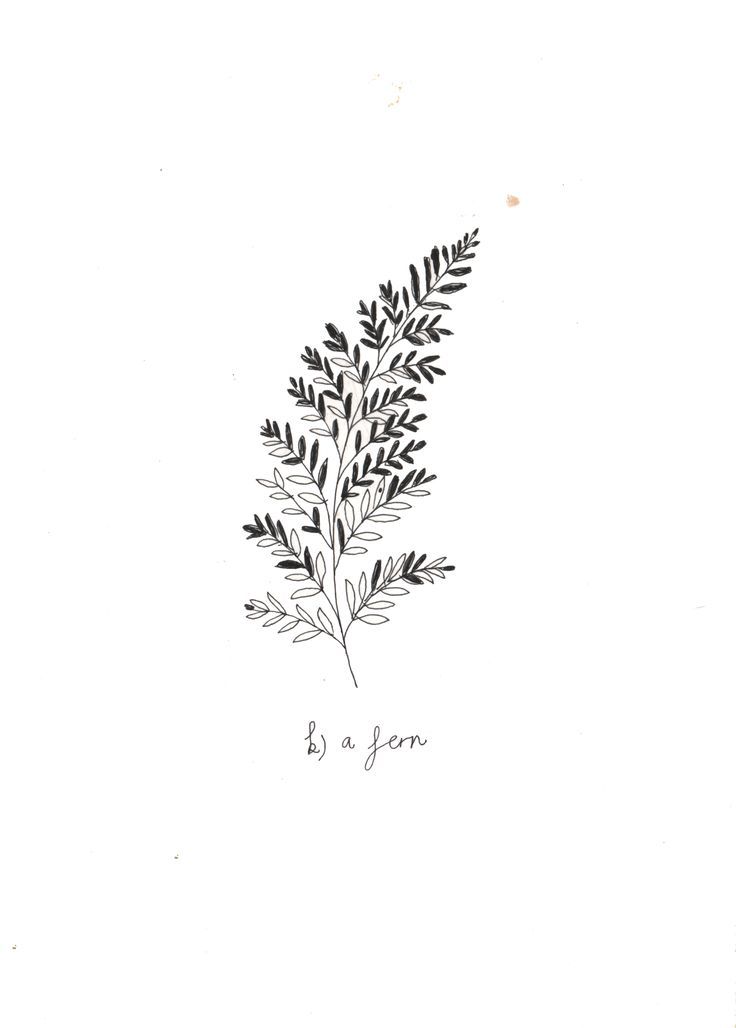 736x1028 baby fern - Simple Fern Drawings