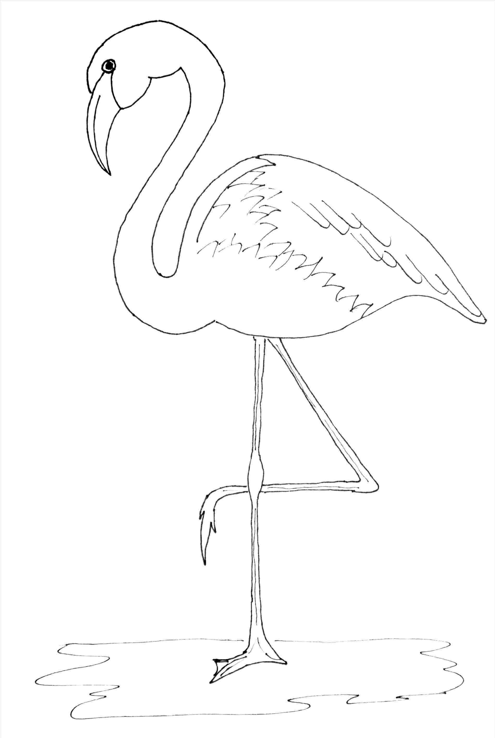 Simple Flamingo Drawing at Explore collection of