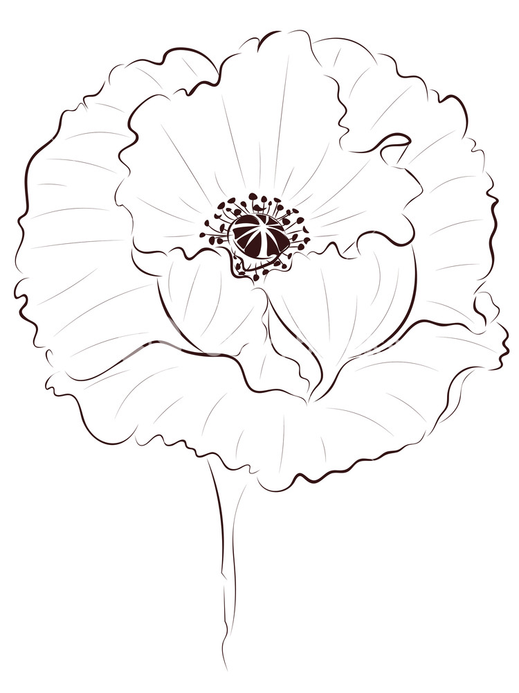 750x1000 Hand Drawing Poppy Flower, Simple Line Art Illustration Royalty - Simple Floral Drawing