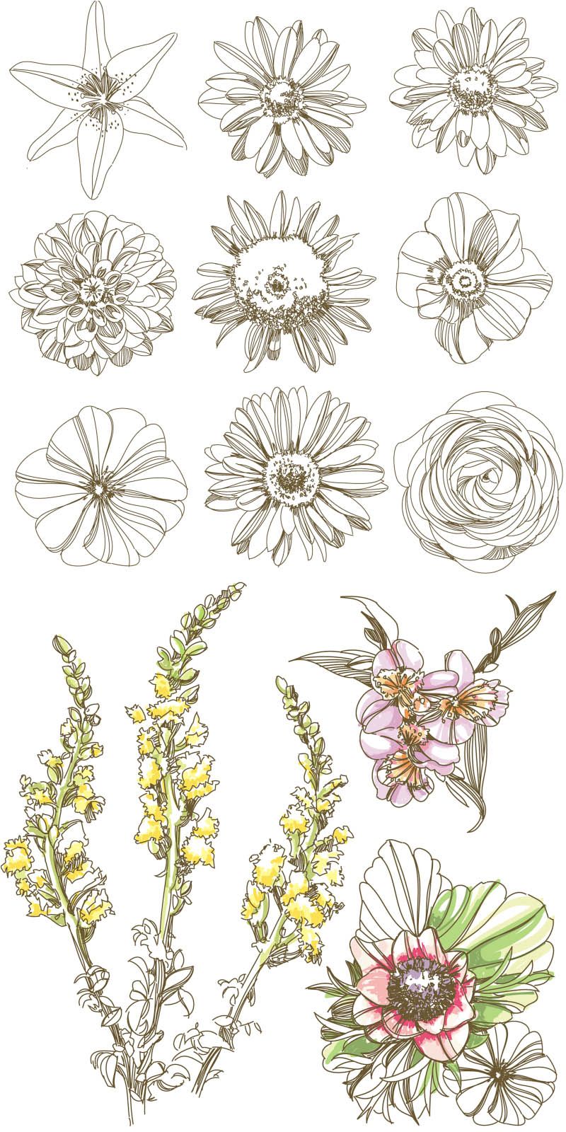 800x1600 may be helpful for my flowers watercolour for christine flowers - Simple Floral Drawing