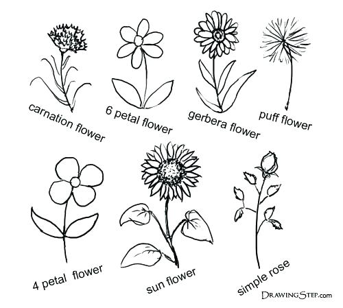 500x449 Simple Flower Drawings Flowers In Pencil Sketches Of Coloring - Simple Floral Drawing
