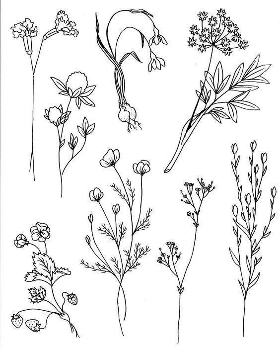 564x704 Plant Drawing Simple For Free Download - Simple Floral Drawing