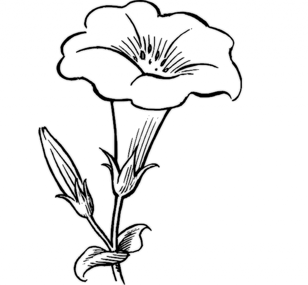 download flower drawing easy