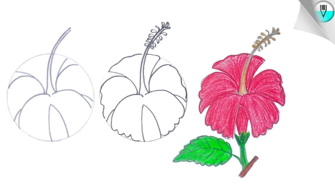 1280x720 Simple Flower Drawing Steps How To Draw A Hibiscus Flower Stepstep - Simple Flower Drawing Step By Step