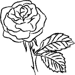300x300 Line Drawing Of Rose Simple Line Vector Arenawp - Simple Flower Line Drawing