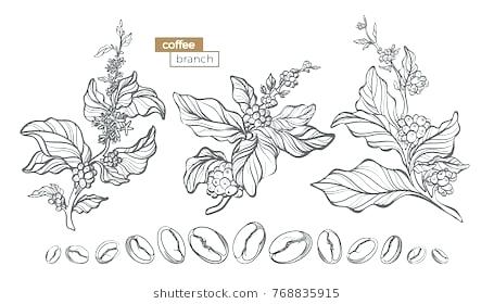 455x280 simple flower outline simple flower outline template luxury flower - Simple Flower Line Drawing