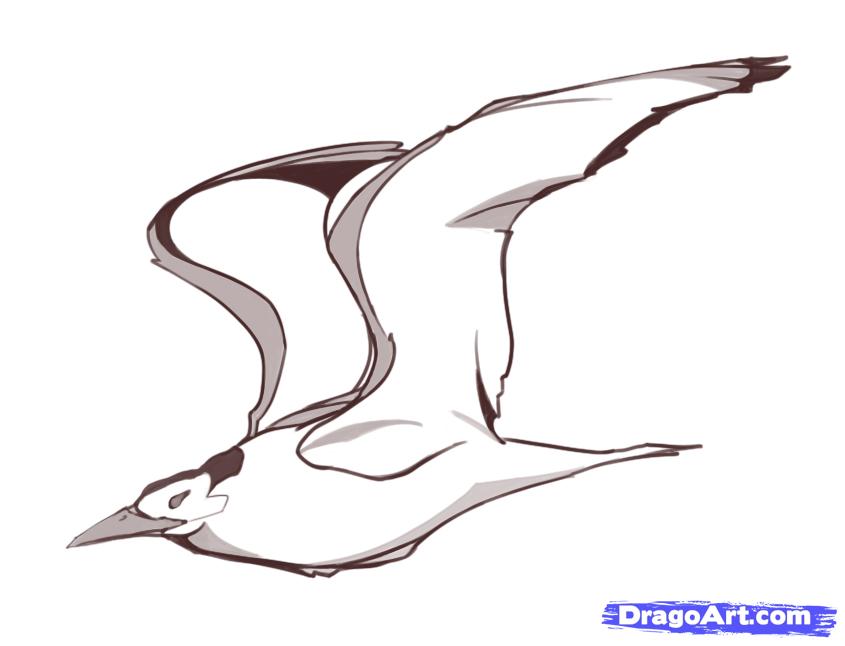 845x646 Flying Bird Drawing - Simple Flying Bird Drawing. 