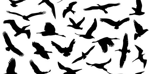 500x250 Bird Drawing Simple - Simple Flying Bird Drawing