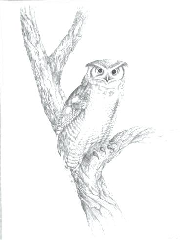 Simple Flying Owl Drawing at PaintingValley.com | Explore collection of ...