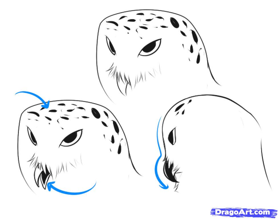 974x766 How To Draw A Snowy Owl, Step - Simple Flying Owl Drawing