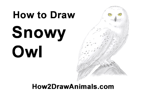 500x315 How To Draw A Snowy Owl - Simple Flying Owl Drawing