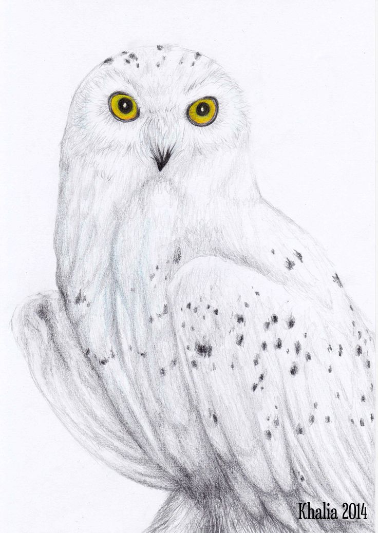 Simple Flying Owl Drawing At Paintingvalley Com Explore