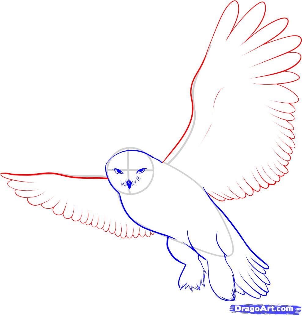 988x1034 Simple Flying Owl Drawing Images Free Download - Simple Flying Owl Drawing