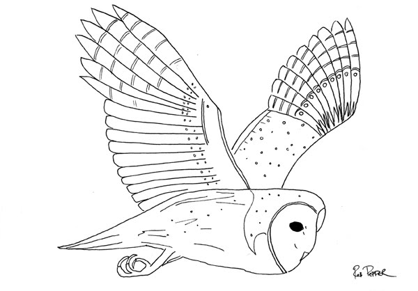 600x418 Simple Flying Owl Drawing - Simple Flying Owl Drawing