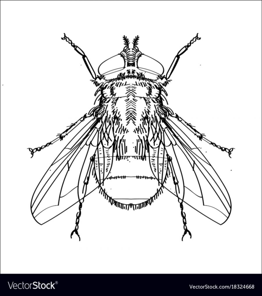 900x1015 Clipart Sketch Flying Owl Drawn Simple - Simple Flying Owl Drawing