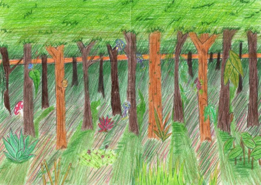 900x640 Forest Nature Drawings Pictures Drawings Ideas For Kids Easy - Simple Forest Drawing