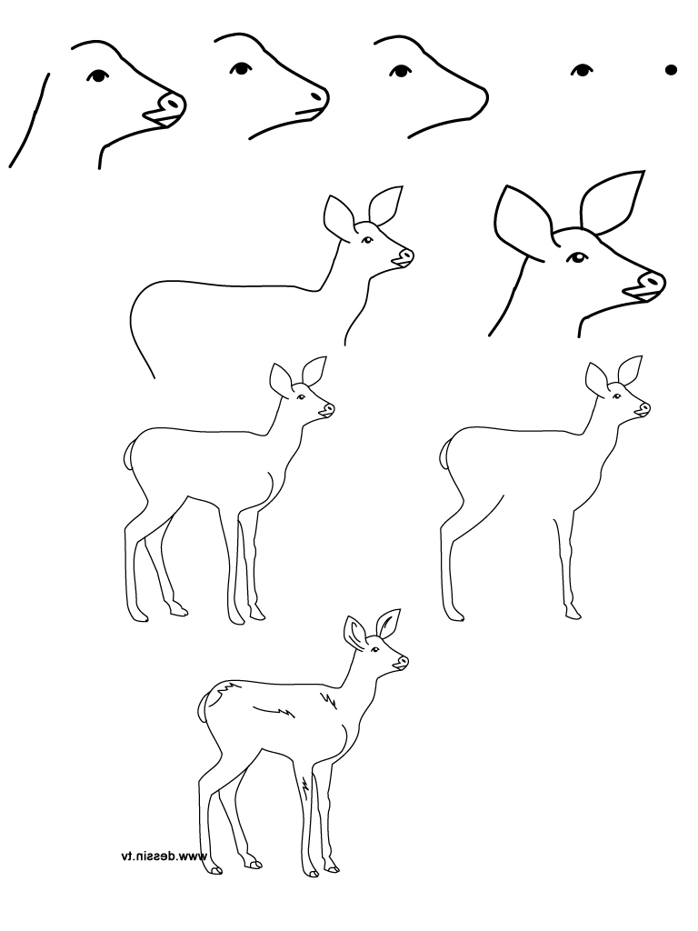 768x1024 Simple Forest Drawing With Animals Drawing Fawn - Simple Forest Drawing With Animals
