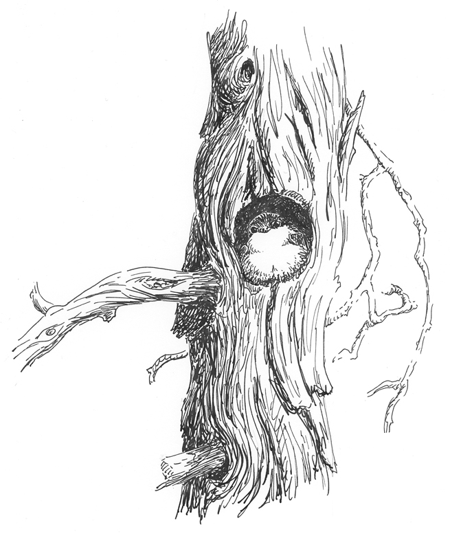 655x783 elva's field notes christmas came early my new fountain pen - Simple Fountain Drawing