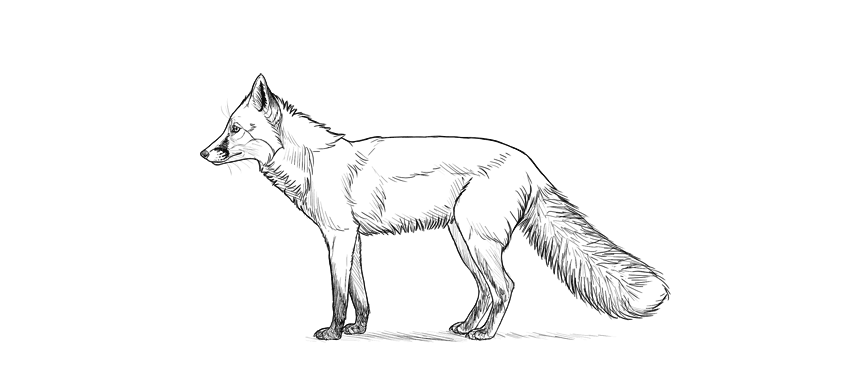 850x382 How To Draw A Fox Step - Simple Fox Drawing