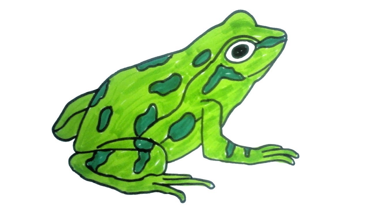 1280x720 How To Draw A Frog Easy Step - Simple Frog Drawing