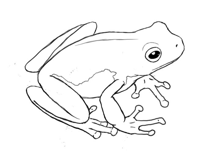 700x505 how to draw a frog square art ideas frog drawing, drawings - Simple Frog Drawing