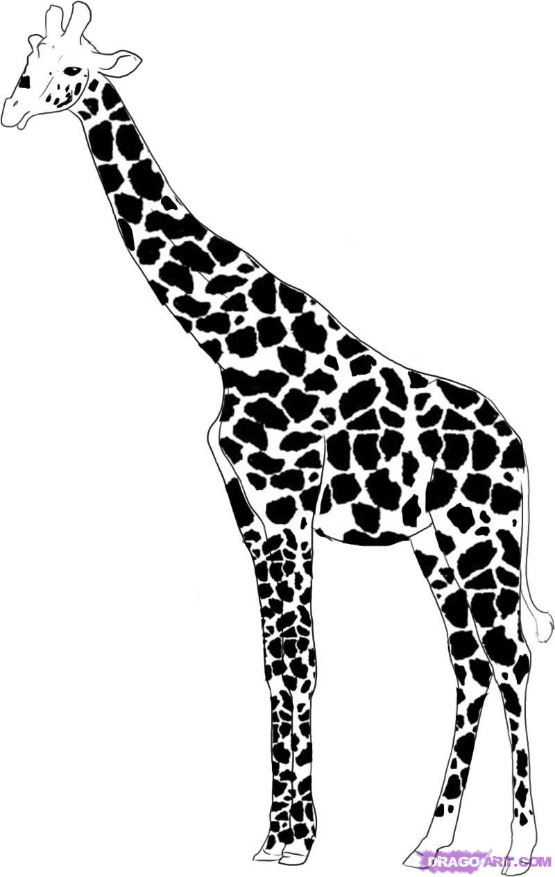 800x1264 How To Draw A Giraffe, Step - Simple Giraffe Drawing