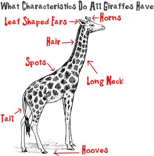 525x532 Big Guide To Drawing Cartoon Giraffes With Basic Shapes For Kids - Simple Giraffe Drawing